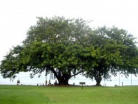 albero secolare a porto