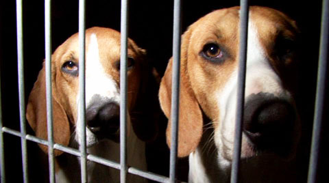 animal testing vivisezione