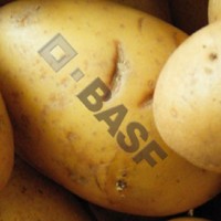 Patata-OGM-Amflora